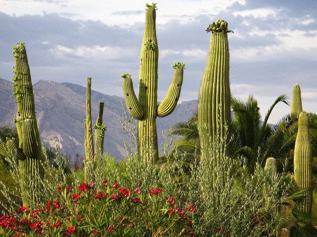 What drinks are made from cactus