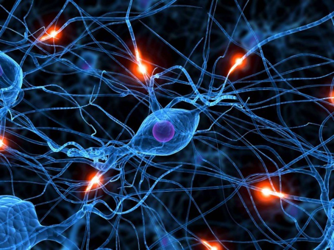 What are the functions of the nervous system