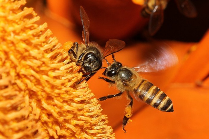 Why honey bees?