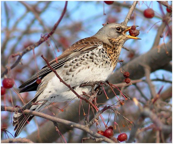 Why birds die