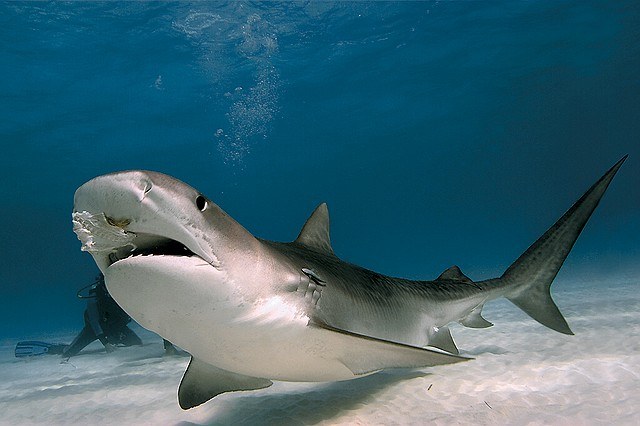 Tip 1: How to protect beaches from sharks