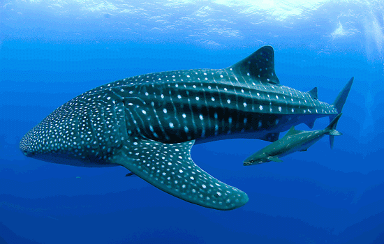 What kinds of sharks are considered to be the largest