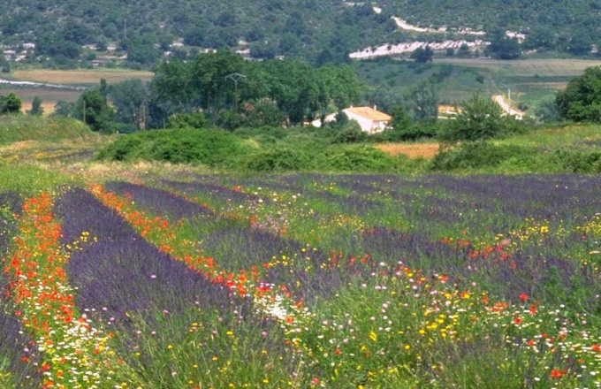 Provence