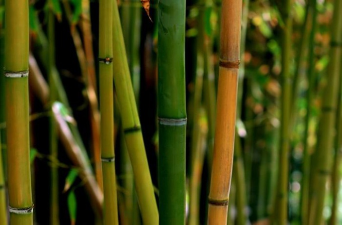 How many meters in height does bamboo grow? 