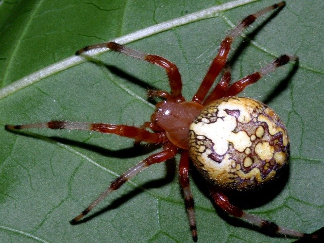 Spider is easy to recognize by four pairs of legs