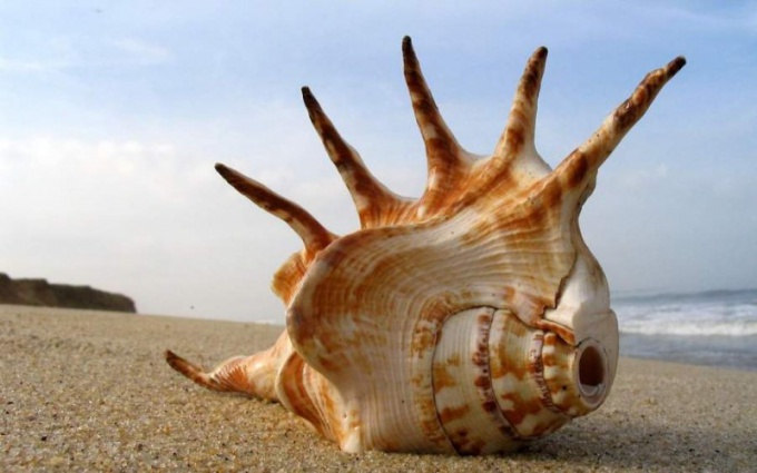 Why is sea noise heard in the sea shells