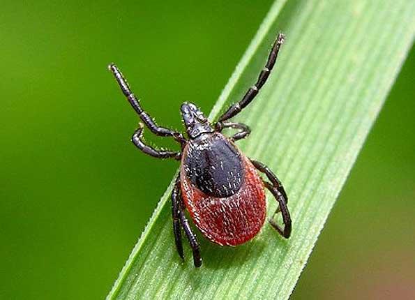 What to do if you are bitten by a tick