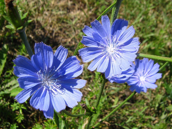 What you need to know about chicory