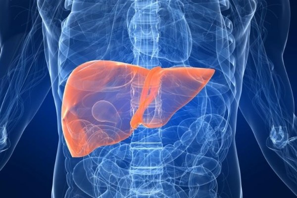 How the liver works