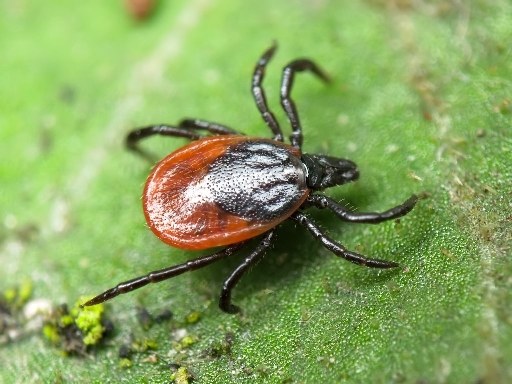  How to protect yourself from tick bites