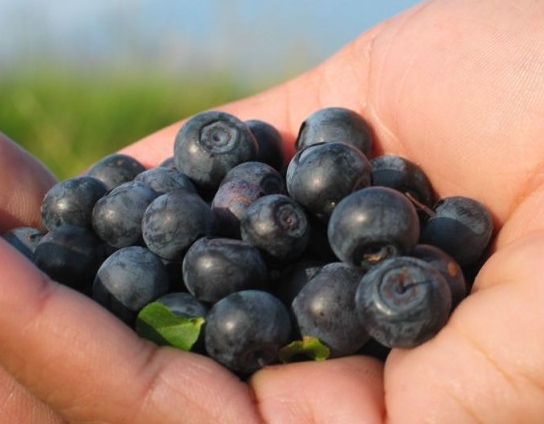 Bilberry application in folk medicine