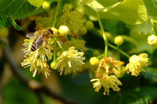 Recipes of medicinal products from linden color