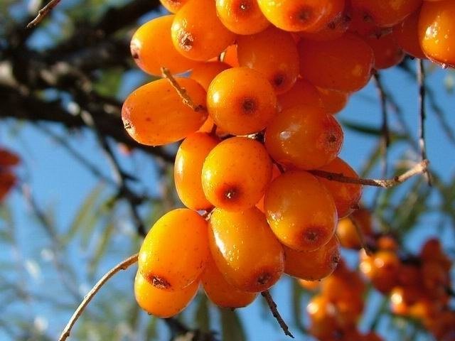 Tip 1: Healing properties of sea-buckthorn