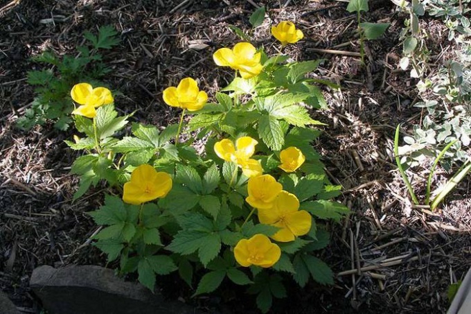 Celandine in nature