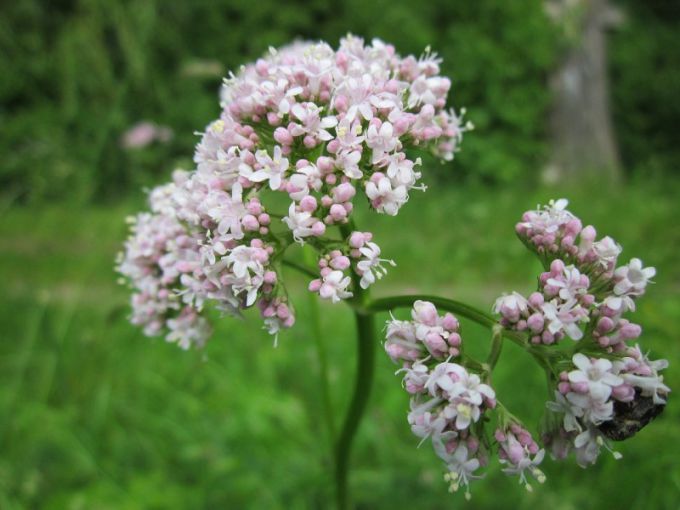 Valerian officinalis