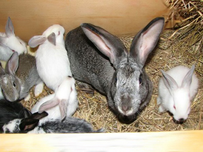 Care for rabbits, non-infectious diseases and their treatment