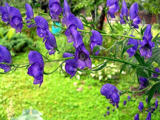 Aconite of the Dzungarian