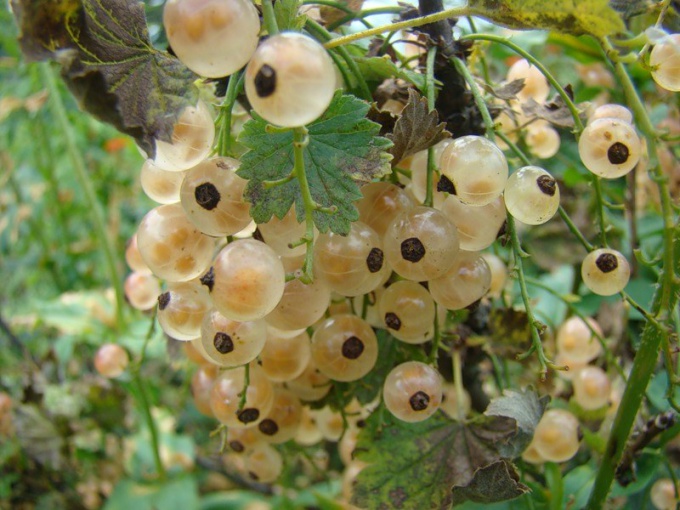 How to grow white currant