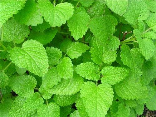 Therapeutic properties of lemon balm