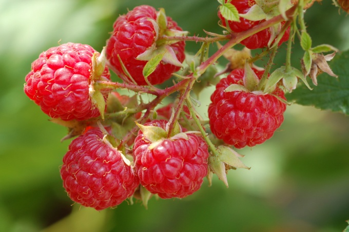 berry raspberry pictures