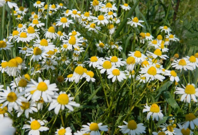 Chamomile: medicinal properties and contraindications 