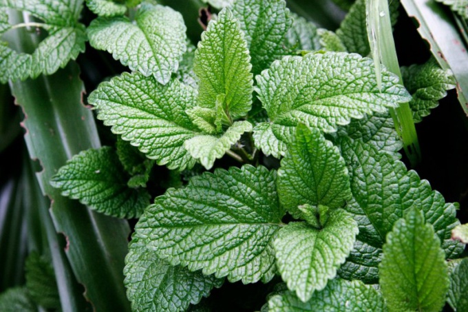 Useful properties of peppermint