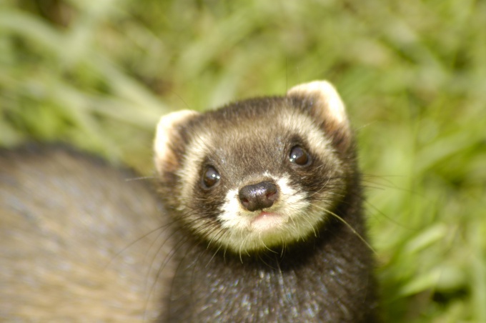 What to feed the ferret at home