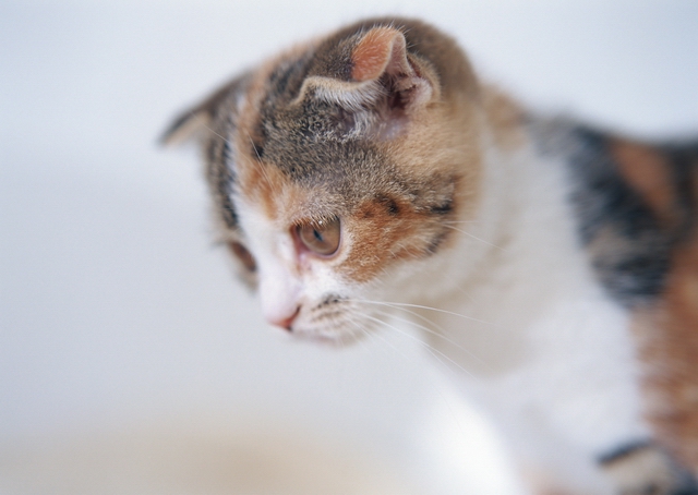 How to feed the kittens: dry food or food from the table?