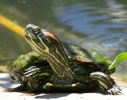 What the red-bellied turtle eats