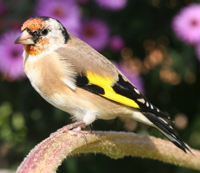 what to feed the chick nestling