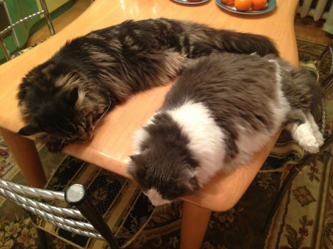 How to wean a cat to sleep on a kitchen table