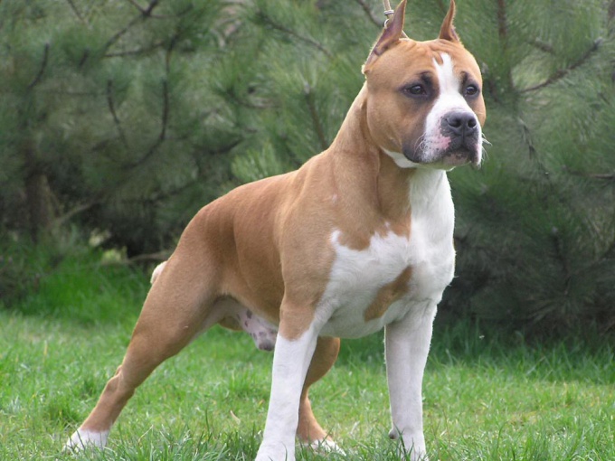 How to understand if it's worthwhile to start an American pit bull terrier