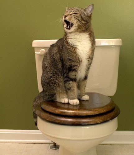 How to teach a kitten to walk on the toilet