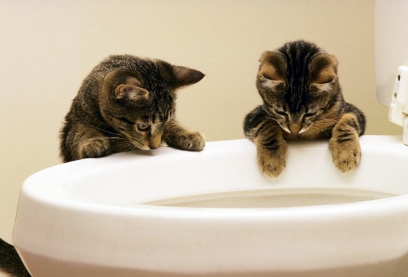 at what age to accustom a cat to a toilet bowl