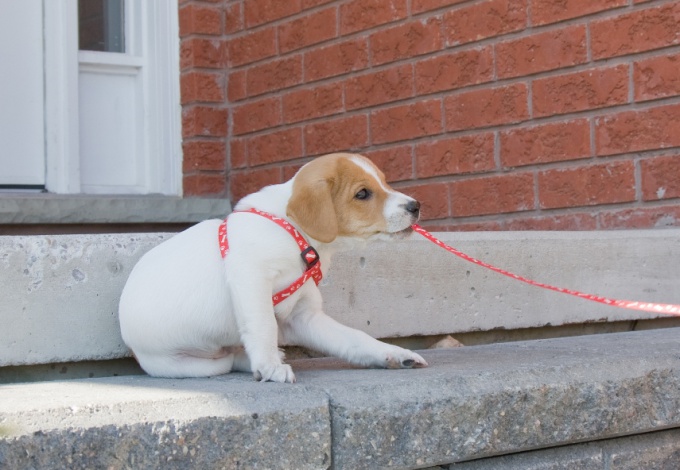 How to train a puppy to a collar and a leash