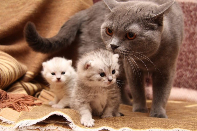 How are kittens born? 