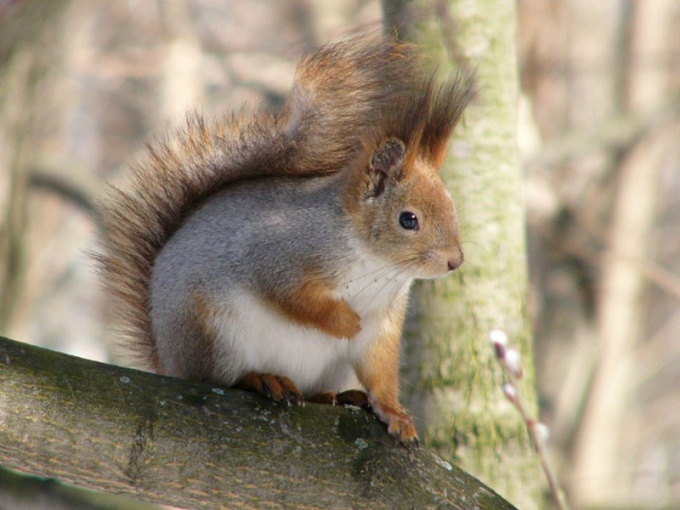 How to make a feeding bowl for squirrels