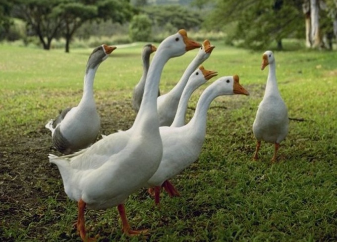 How to care for domestic geese