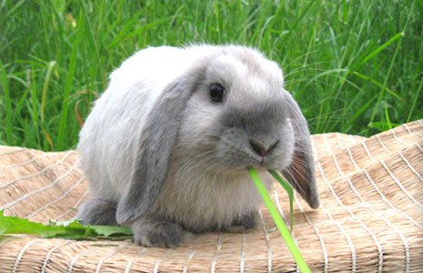 How to care for lop-eared rabbits