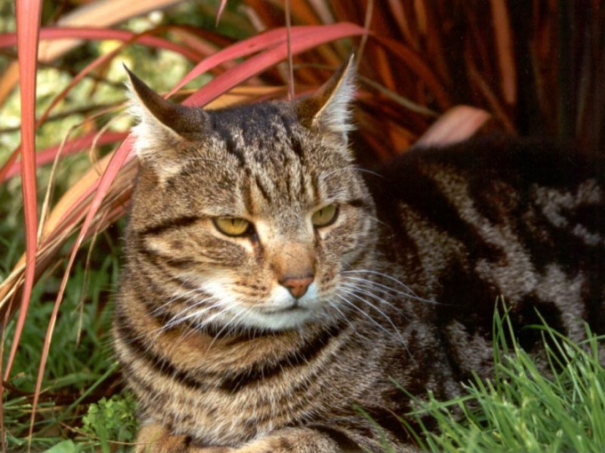 itching as a cause of worms in a cat