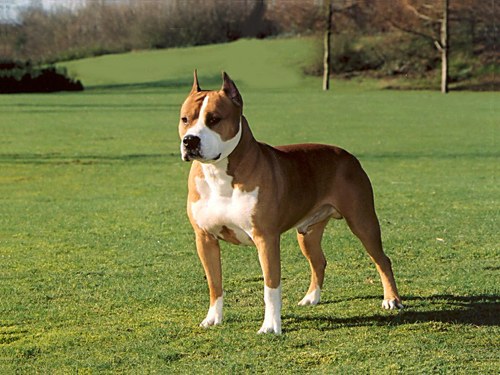 staffordshire terrier how to educate