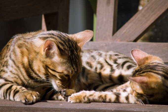 How animals raise their cubs