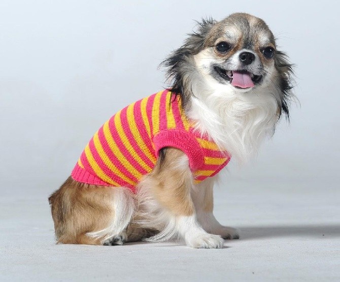 What are the sizes of clothes for dogs 