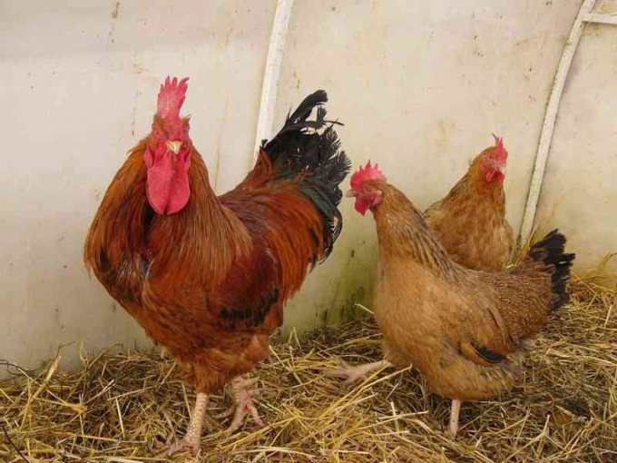 What breeds of laying hens are bred in Russia