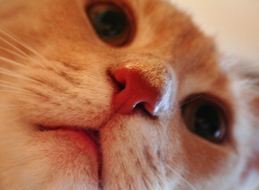 What kind of nose should a cat have?