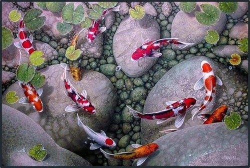 Koi carps: a variety of fish