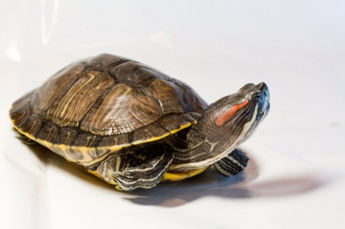 Red-bellied turtles