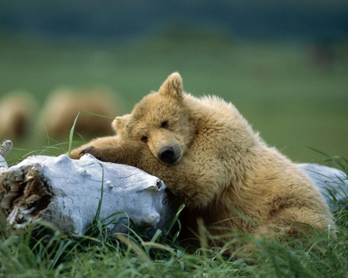 how to draw a big beard with a cub