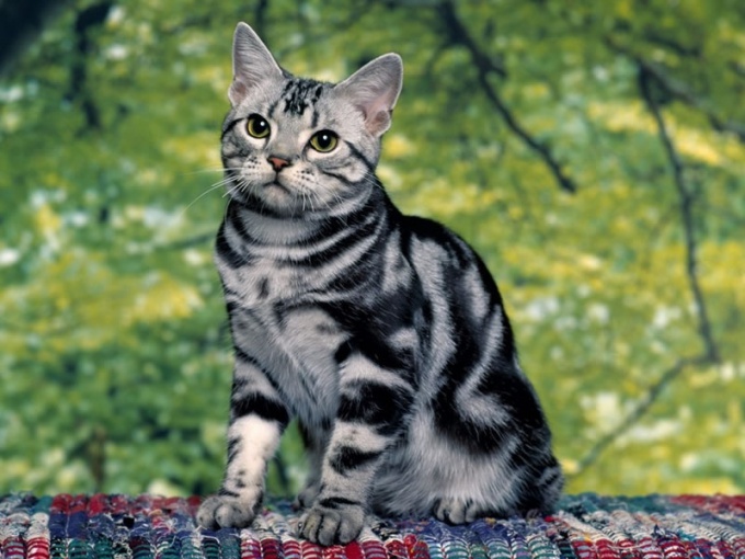 Breeds of cats: Asian Tabby