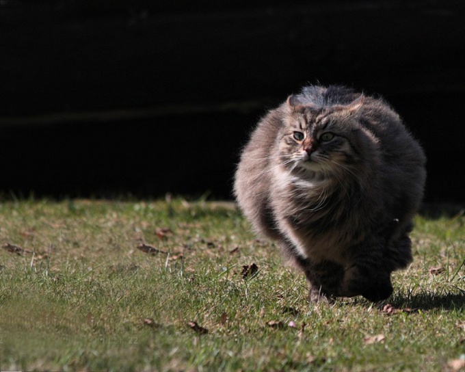 Running cat